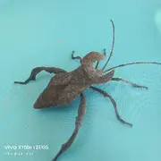 王，差个啥？