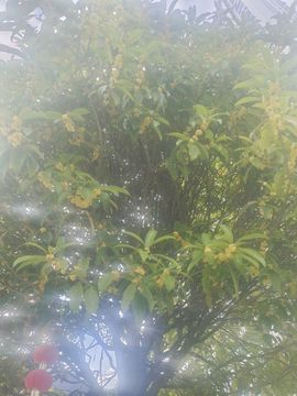 玟玟🌸挺住的图片