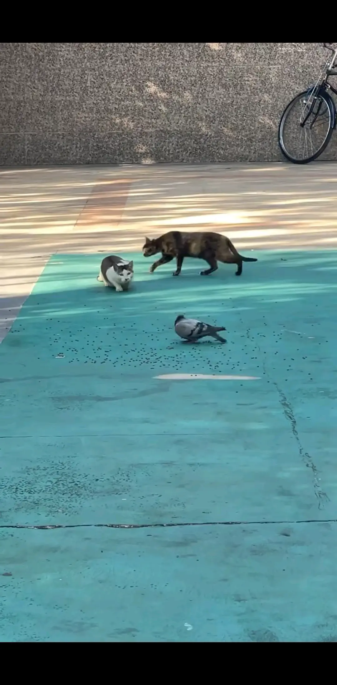 猫抓空姐啦！