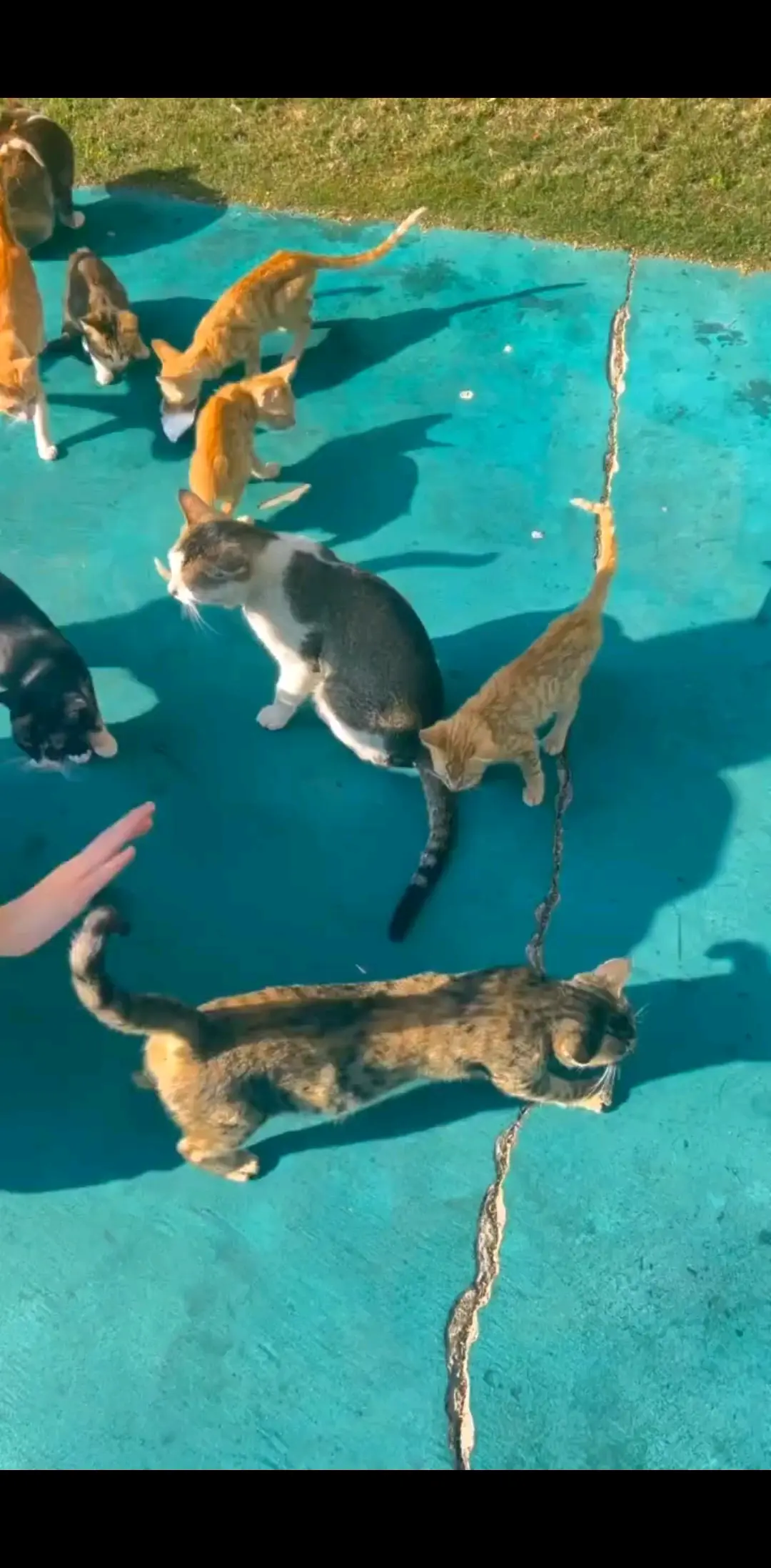 撸猫啦！