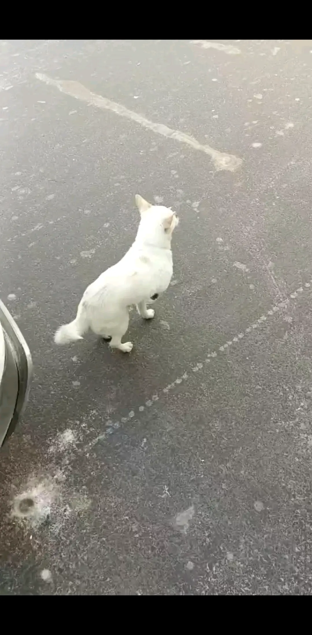 东北冬天冻狗爪/狂笑