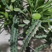 金儿喜欢饲养宠物_