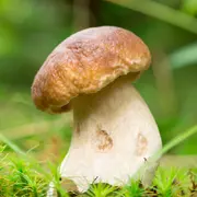 🐔小蝌蚪🍄
