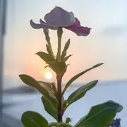 一鹿🦌繁华