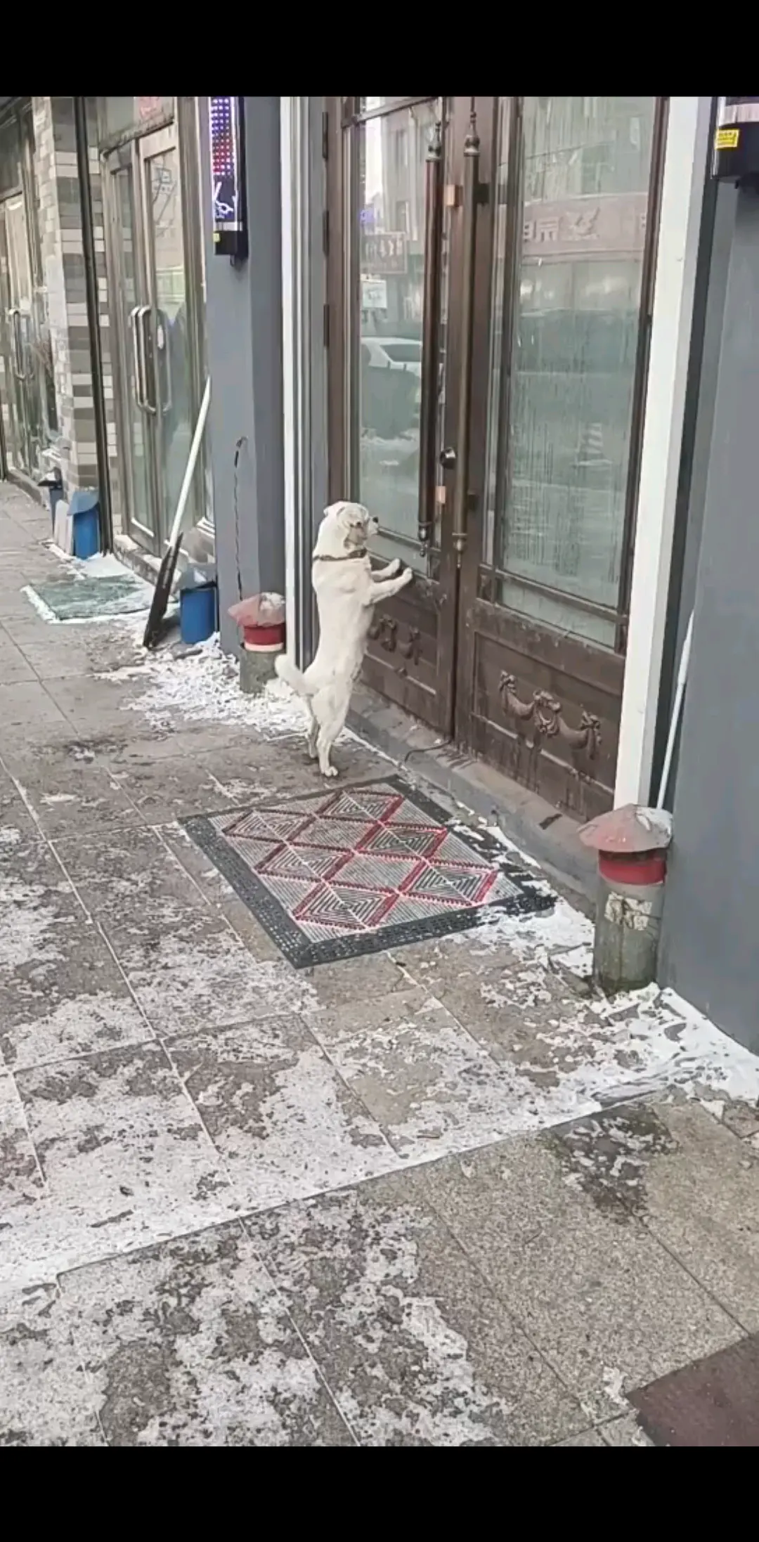 零下30°狗狗 还找