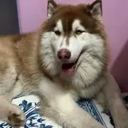 素贴山