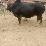 娄哥*