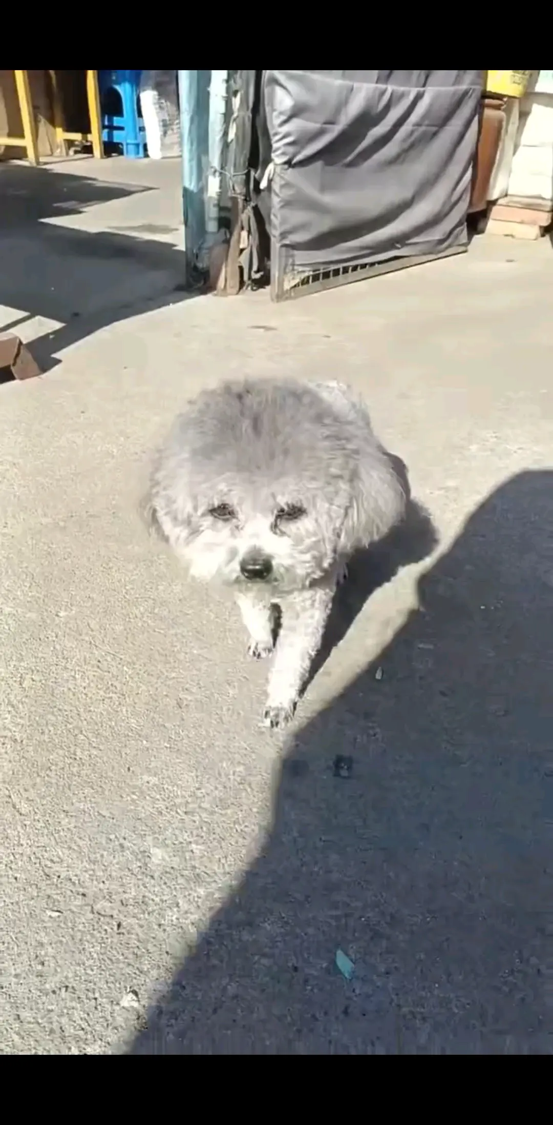 灰灰真乖