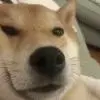 牛🐮萌A