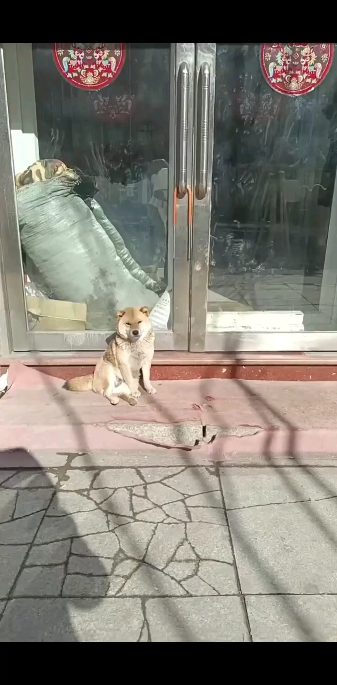路遇柴犬  这狗狗好