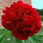 （神农）