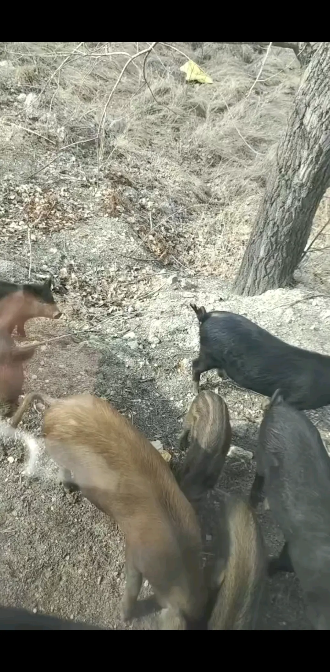 是野猪嘛！