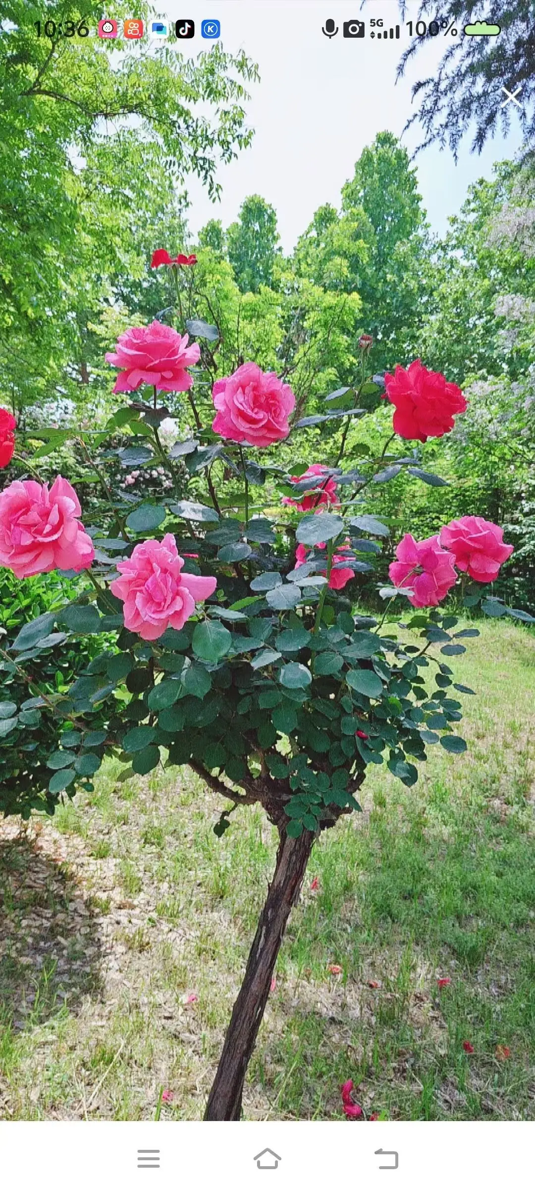 小芳🌸努力版的主播照片