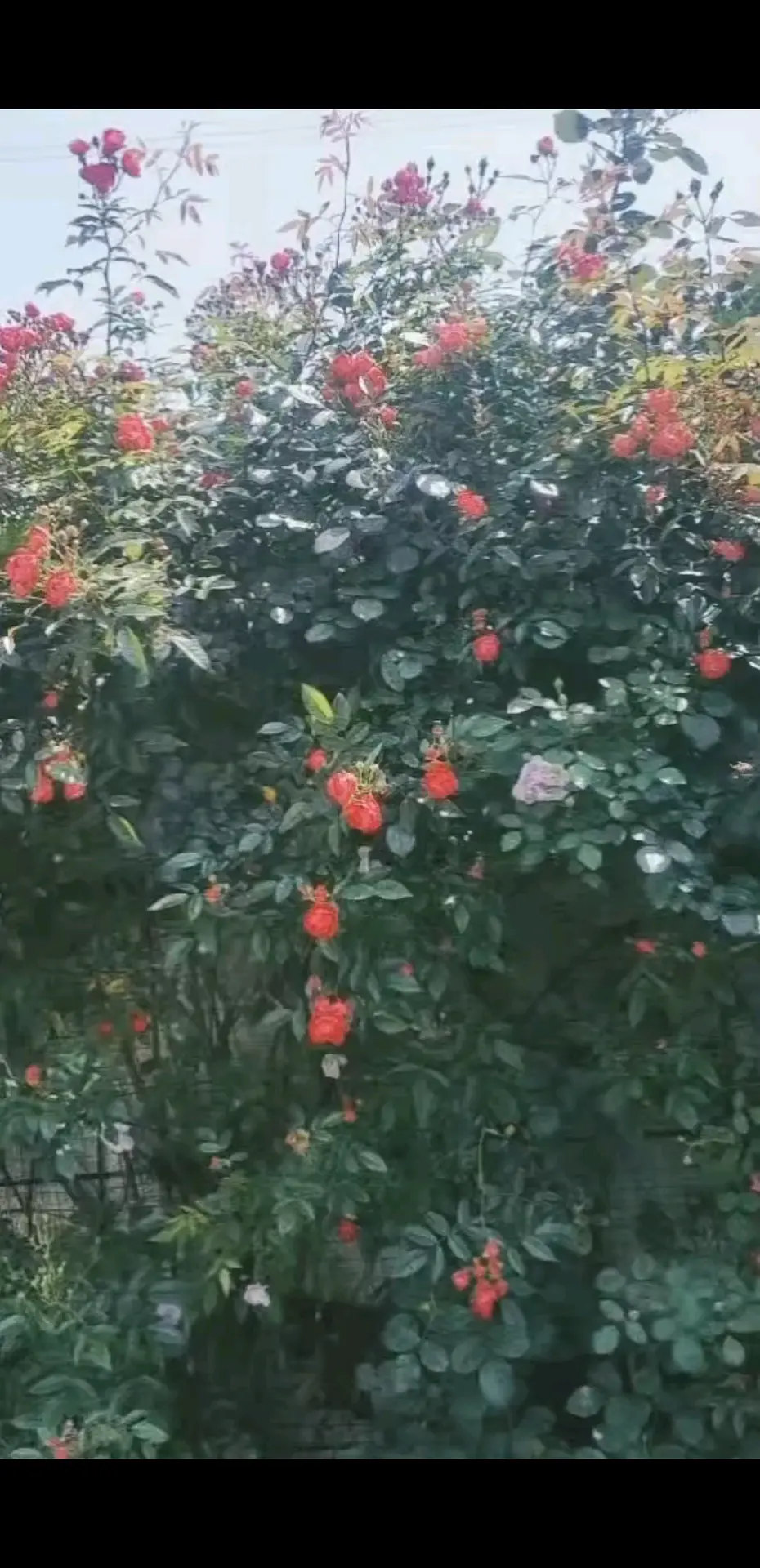 囿于一隅，心向清风，