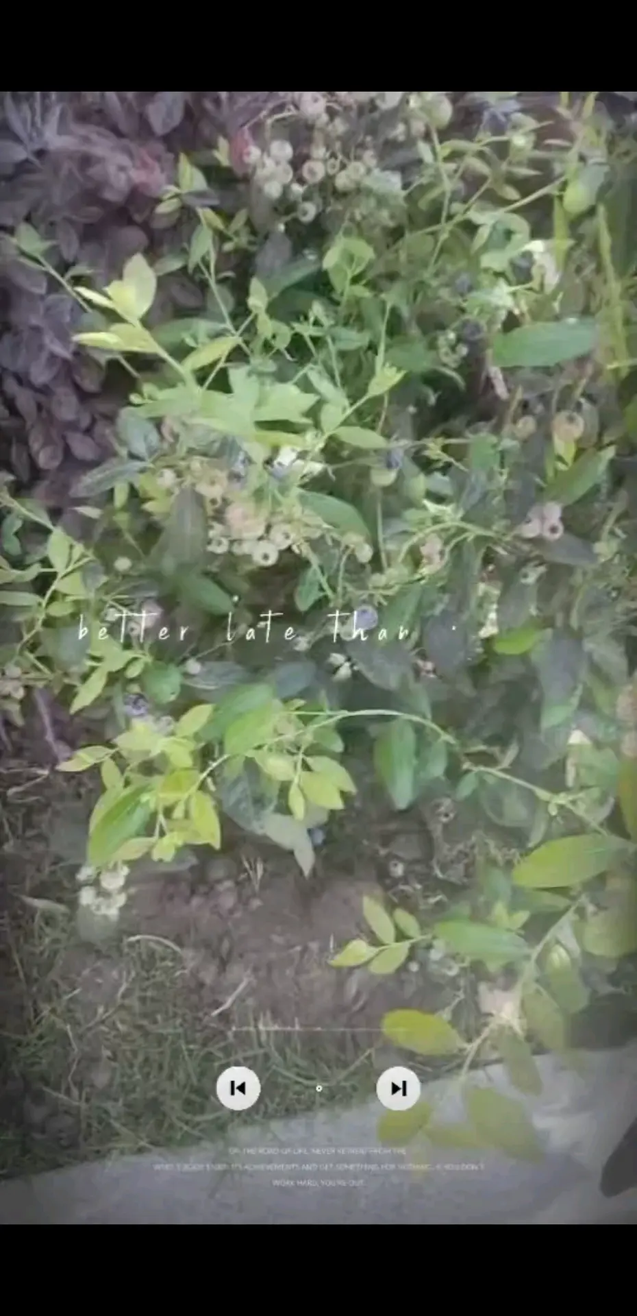 好多蓝莓🫐，想吃😍