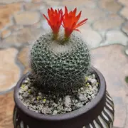 戴君皈