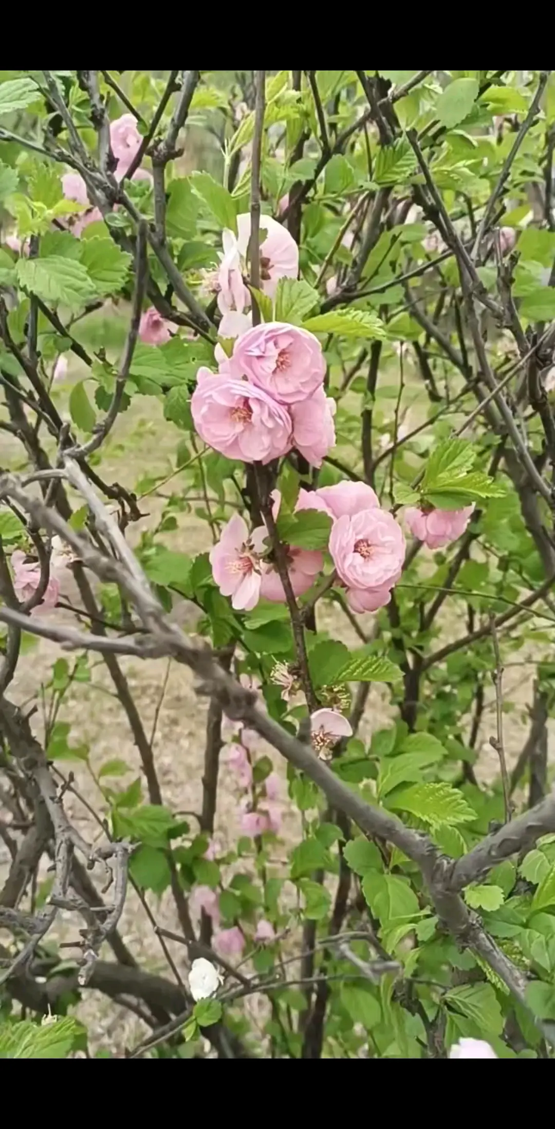看看我们黑龙江现在开