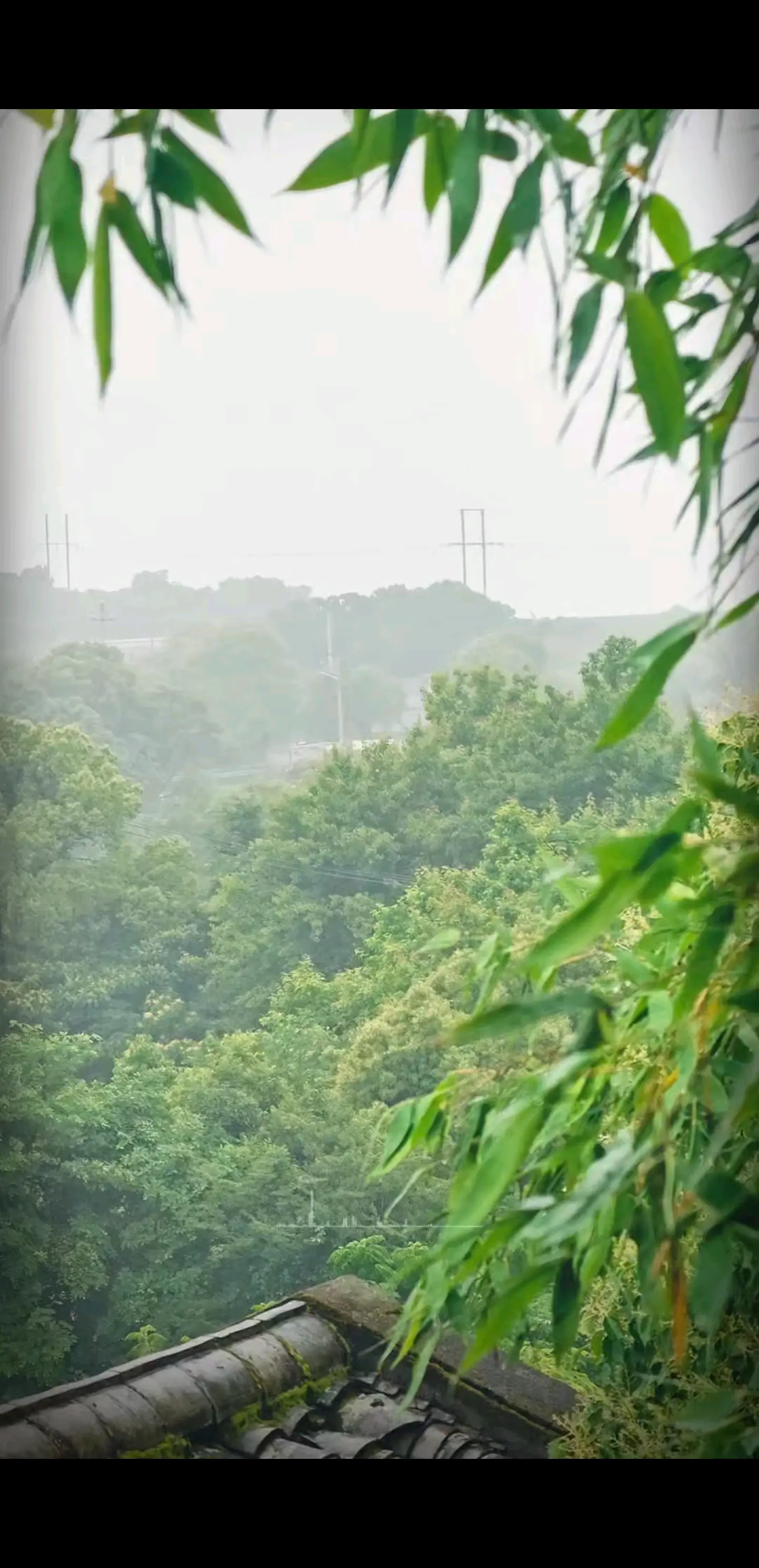 一帘烟雨，半亩竹影，