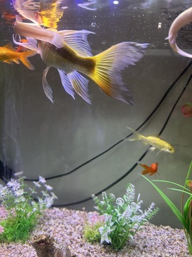 湘湘🦋主播照片