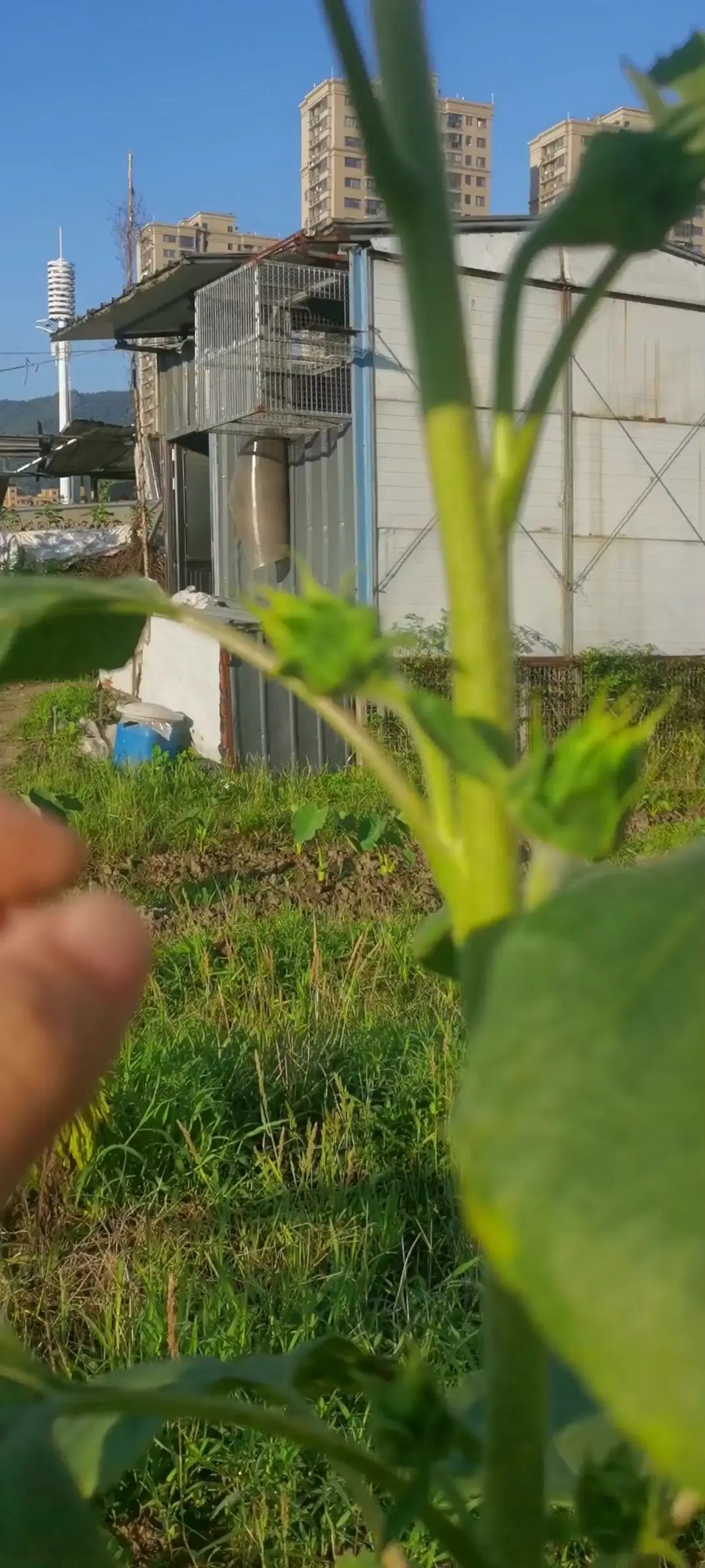 吃瓜子的食用向日葵