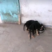 天狼仙君