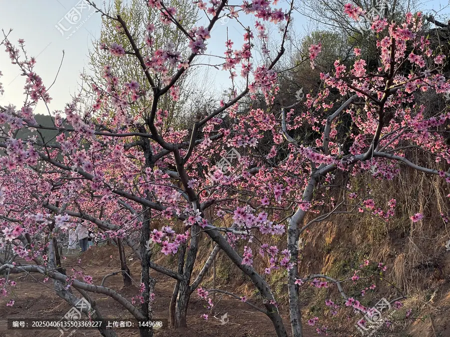 💫玲萌🌺独尊💫主播图片