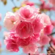 蓝婷筝梦