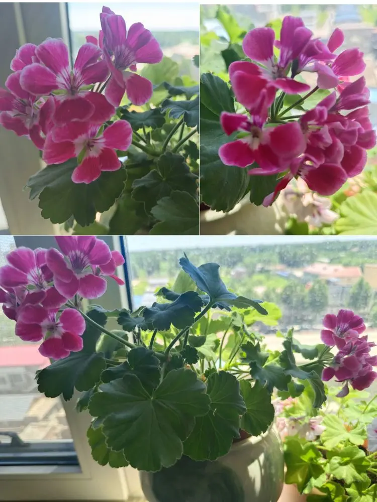金麒麟唱歌🎵的主播照片