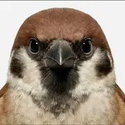 麻雀：
