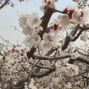 爱吃饺子皮