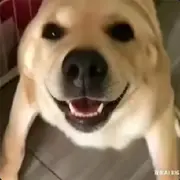 观看一些直播
