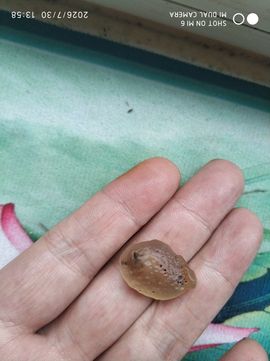 杀止若的图片