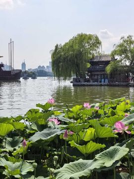 天王盖地虎虎044的图片