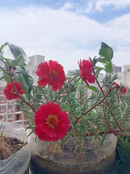 婷婷💕感恩有你陪伴的图片