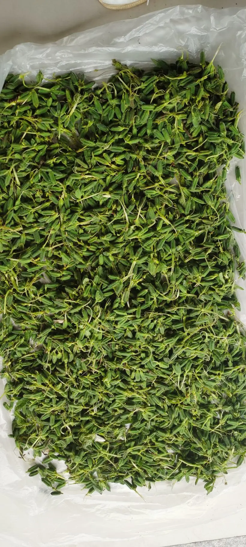 小耕🐜的主播照片