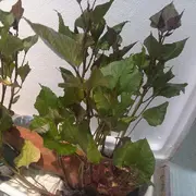 寻找乐趣的朱