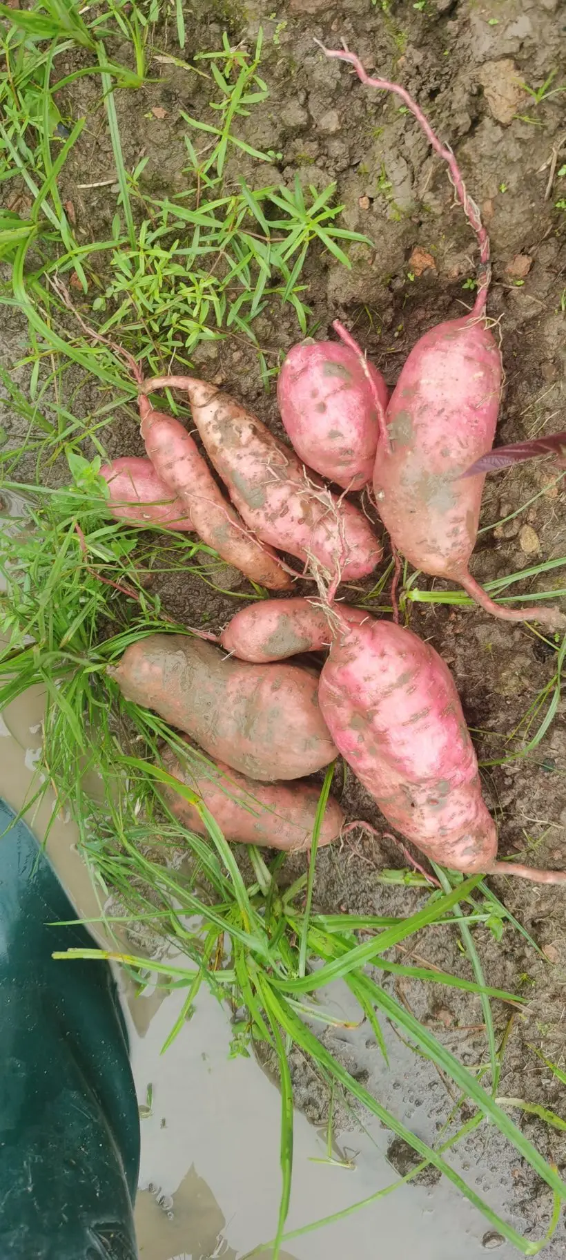 小耕🐜的主播照片