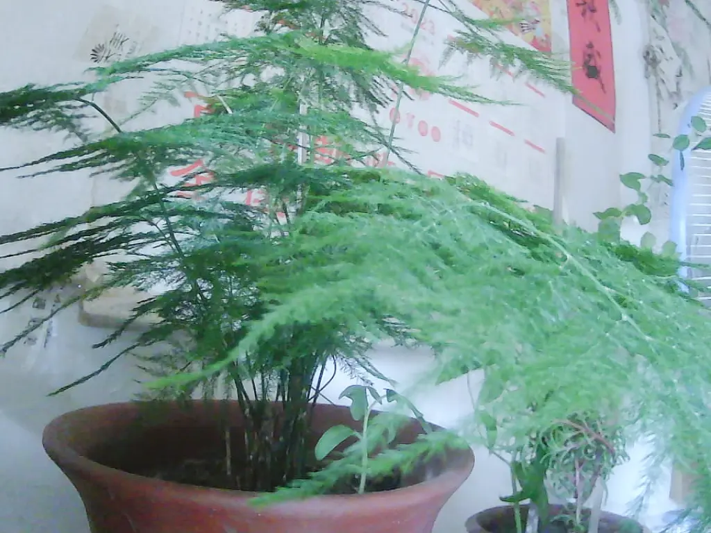 转大爷，，主播图片