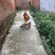世界上没有爱情