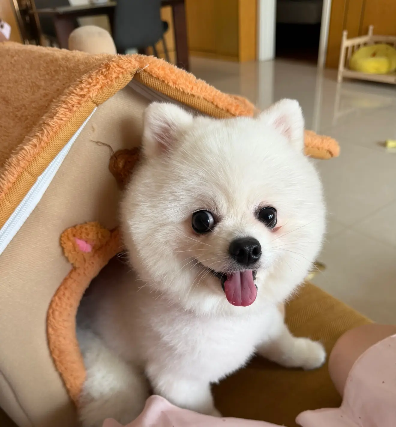 小董事晚上播的主播照片