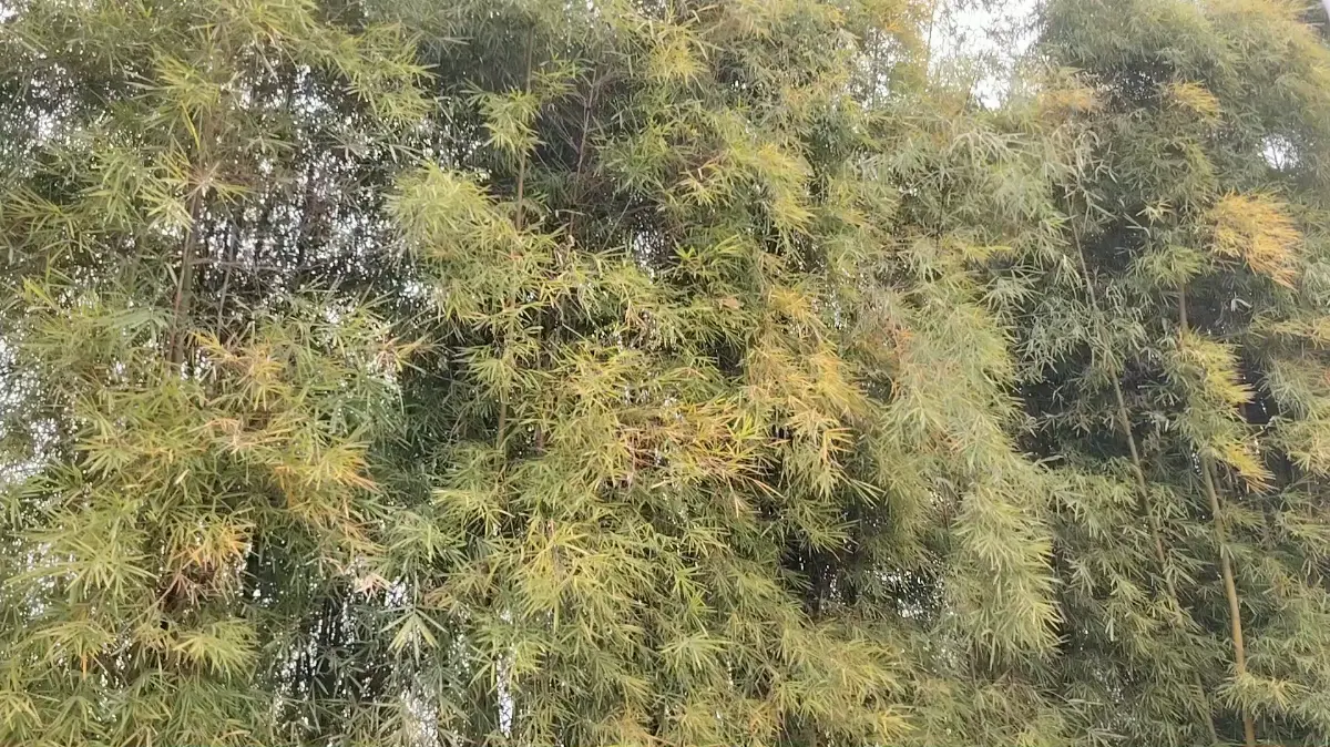 咕咕咕，咕咕咕/窃笑