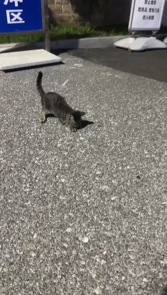 好可伶的小猫