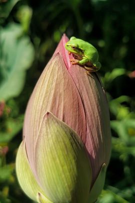 天王盖地虎虎044的图片
