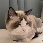 愙歖吖