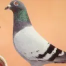 四哥RDw