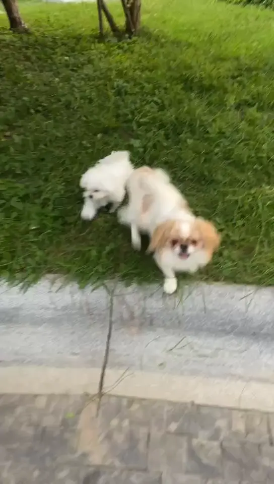来咬我呀😀😀😀