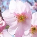 じ★ve桃花♥°