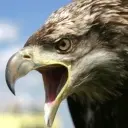 草原孤鹰