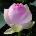 苦海莲花