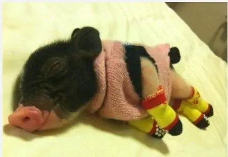 明月♥几时有的主播照片